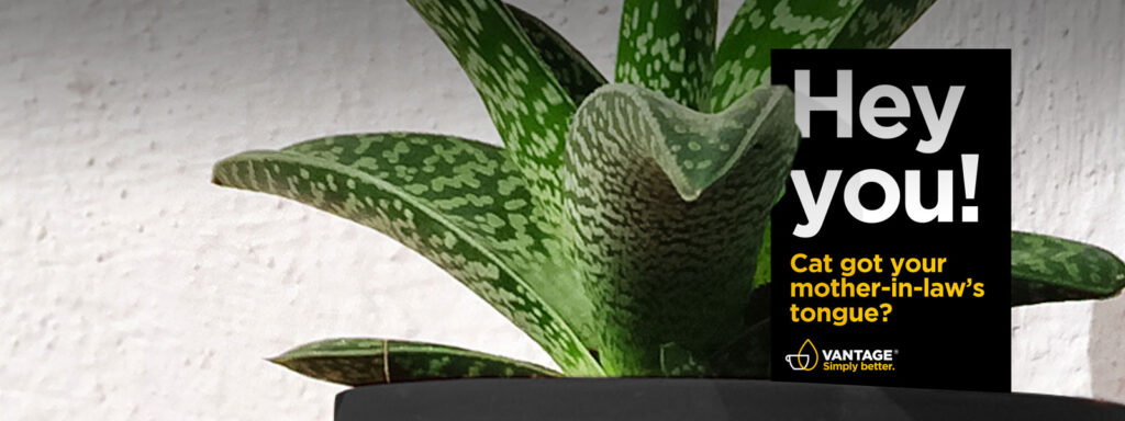 Vantage Coffee outdoor campaign with “Hey you” headline beside a plant
